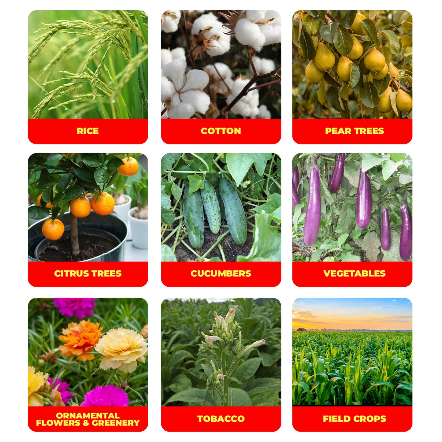 Formule avancée de gestion des insectes à base d'émulsion d'abamectine 1,8 % pour légumes, fruits et plantes