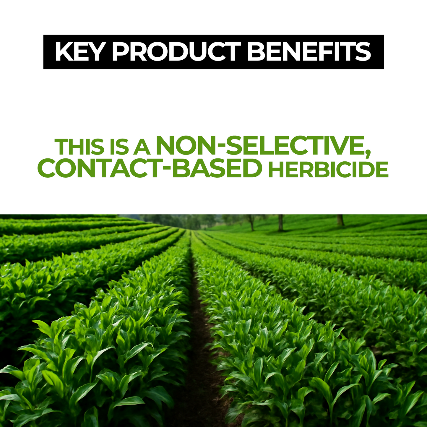 Glyphosate Herbicide with High-Concentration, Weed Killer