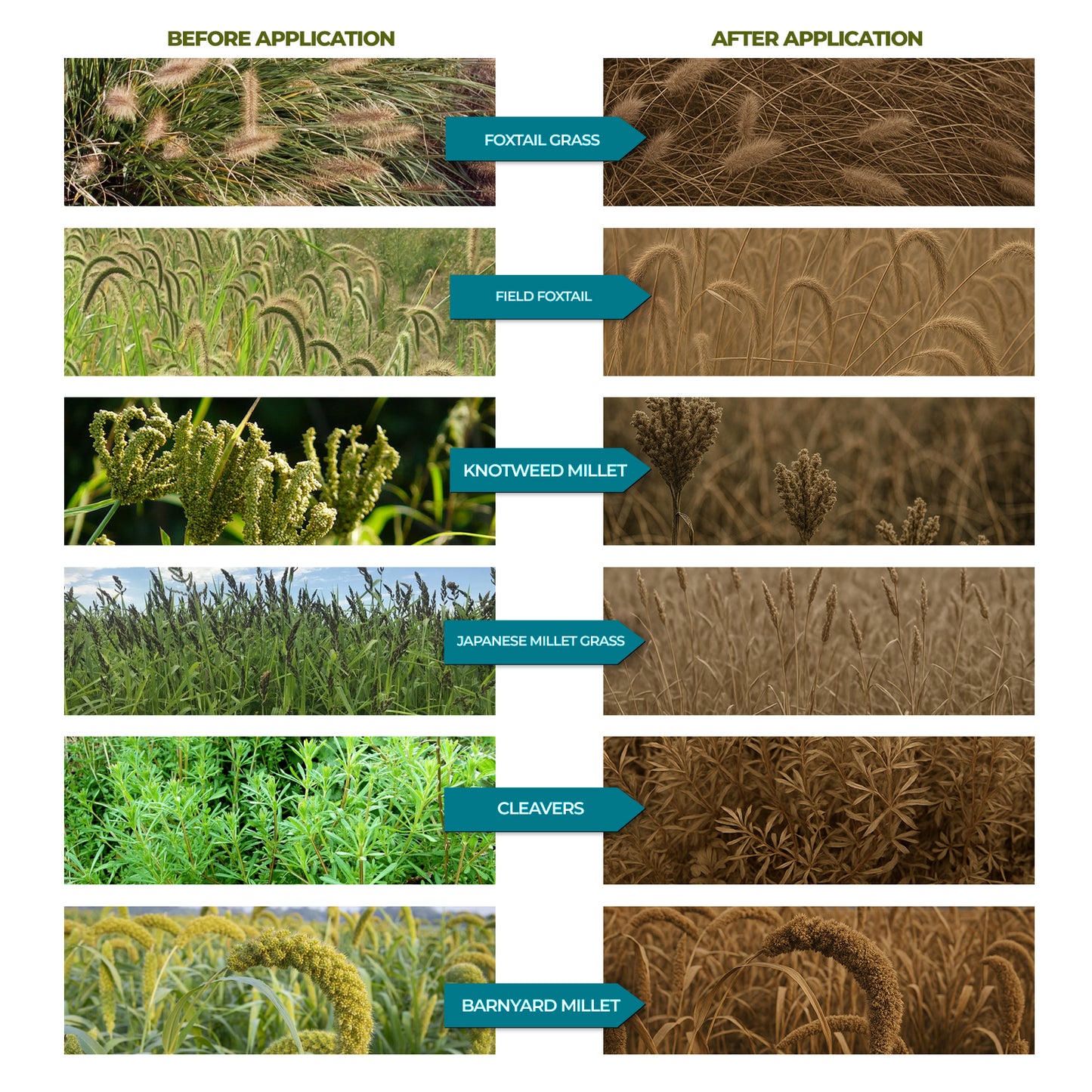 41% Glyphosate Weed Killer Concentrate, Powerful Grass & Weed Control for Land Clearing
